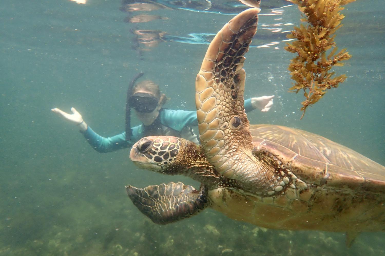 一名<a href='http://m5t.educacaoparavida.com'>bv伟德ios下载</a>学生在Galápagos群岛游学途中与一只巨龟游泳.